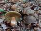 Bronzos vargánya (Boletus aereus), Őrség